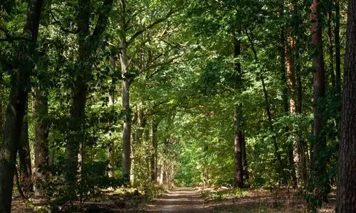 Grunewald Ormanı