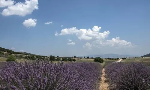منظر جميل لحقول الخزامى بالقرب من كويوكاك، إسبرطة، تركيا