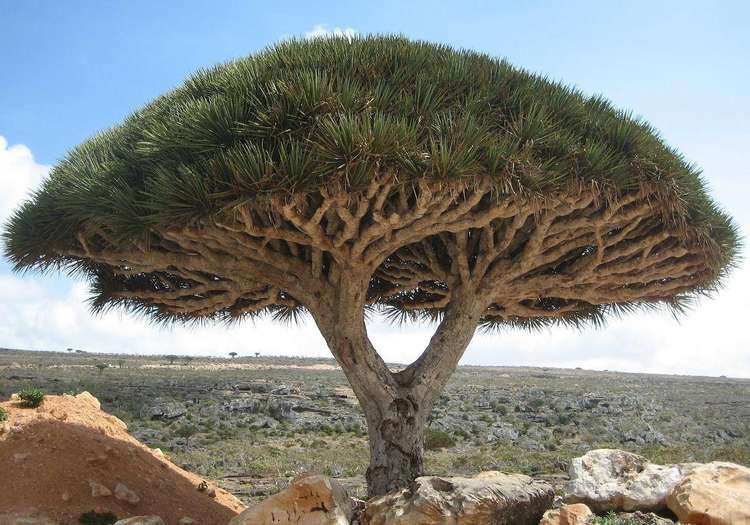 Socotra, Yemen