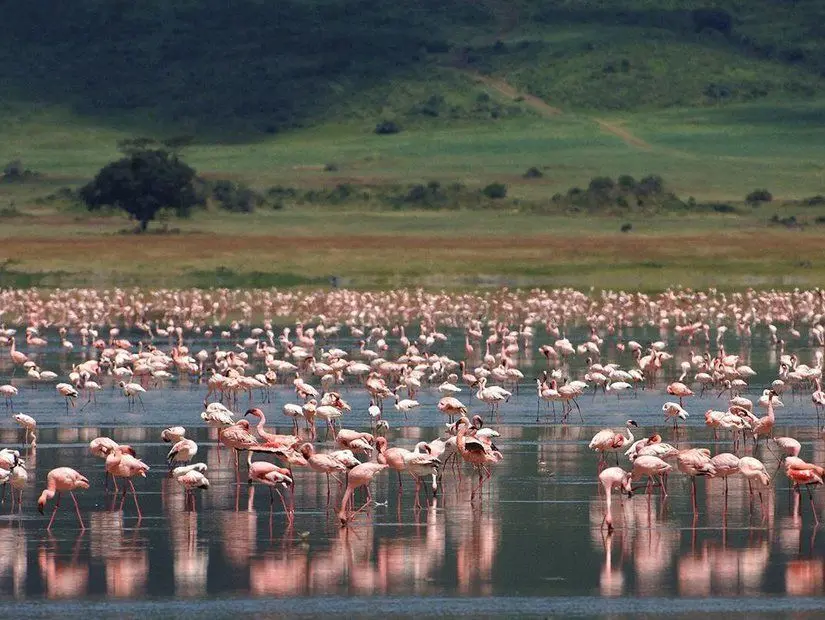 Tanzanya Natron Gölü