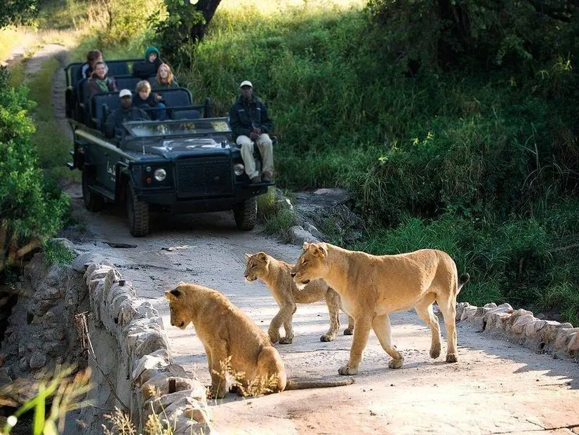 Kruger Ulusal Parkı – Güney Afrika