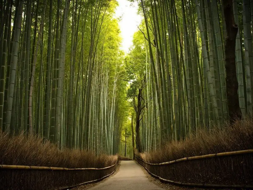 Uzun Bambu