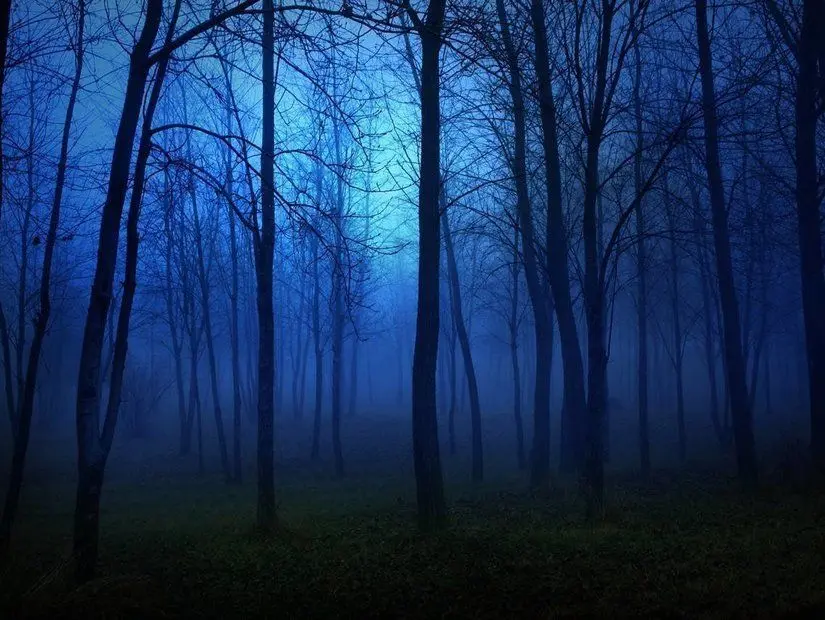 Karanlık Orman, Almanya