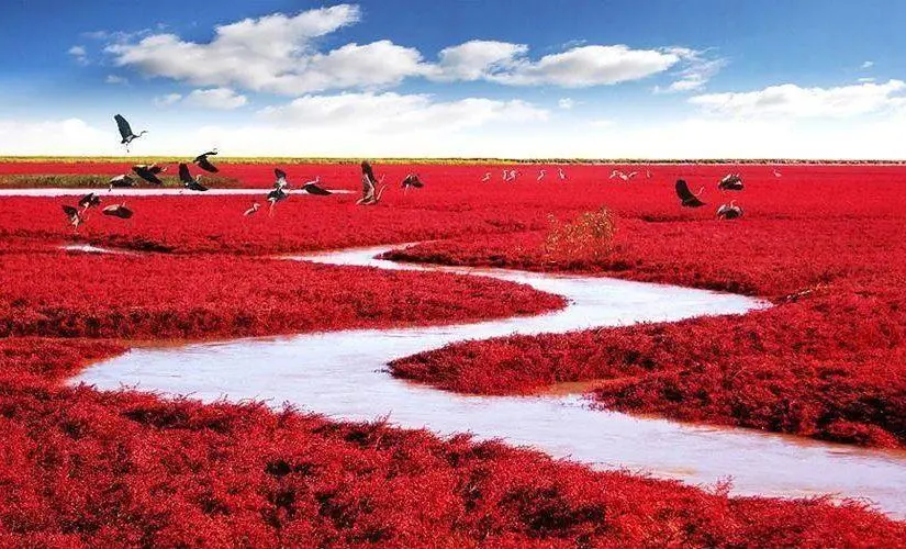 Kırmızı Kumsal, Çin