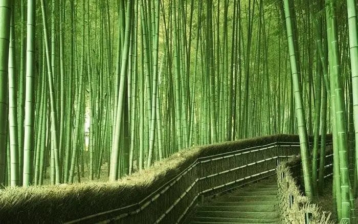 Bambu Ormanı, Japonya