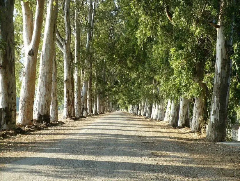 Aşıklar Yolu (Okaliptüs Yolu) görünümü