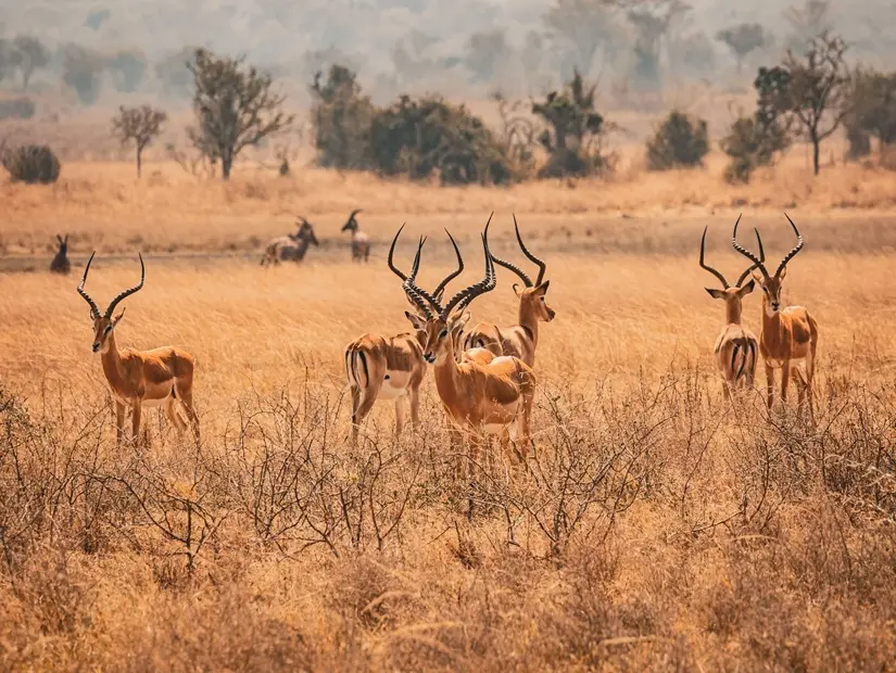 Impala ceylanları güneşli bir günde Akagera Ulusal Parkı'nda görünümü