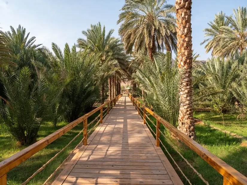 Al-Ula Daimumah Vahası Palm Groves'a Uzayan Uzun Tahta Kaldırım