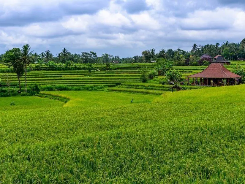 Bali Pirinç Tarlası