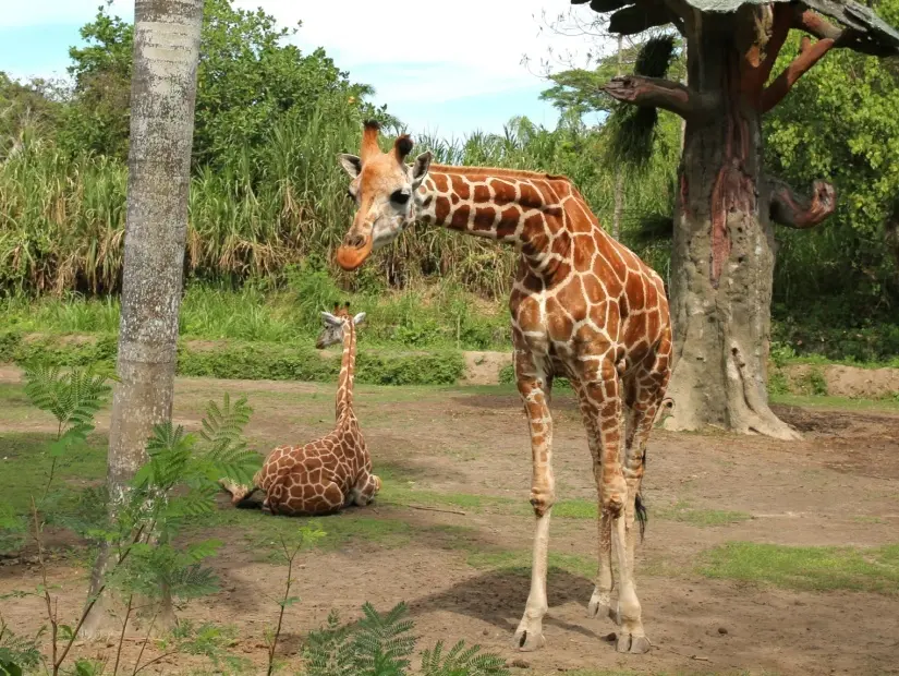 Bali Safari ve Marine Park iç görünümü
