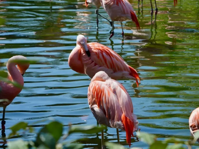 Basel Hayvanat Bahçesi'ndeki suda pembe flamingolar