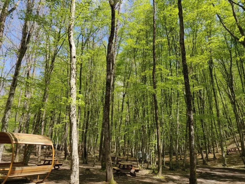 belgrad ormanı mesire alanları