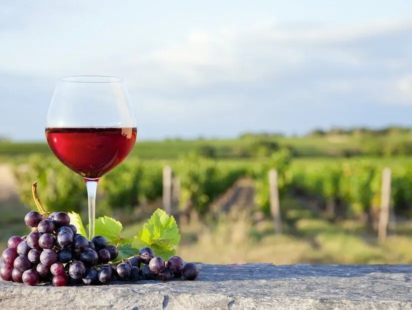 Çal karası şarapları