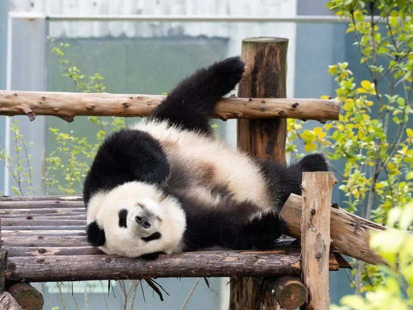 Chengdu, Çin'de ahşap yapı üzerinde tüylü bir panda