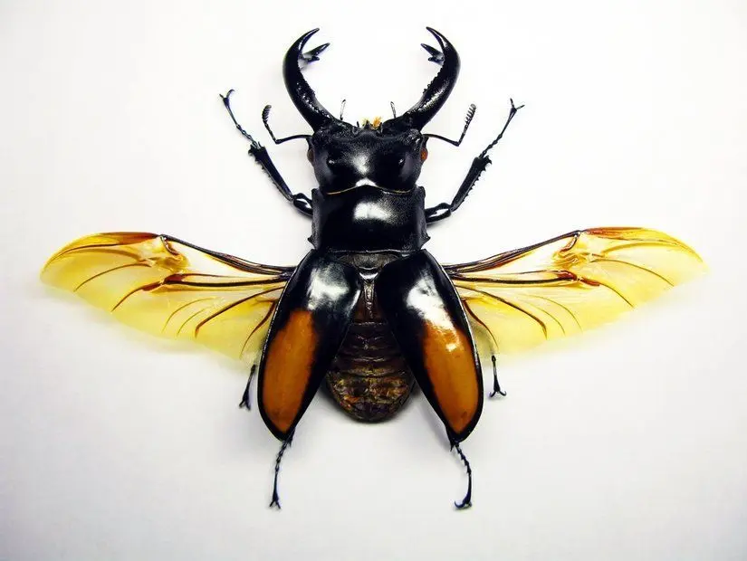 Coleoptera (Kınkanatlılar)