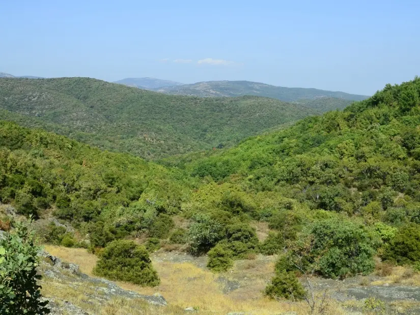 Dadia Ormanı