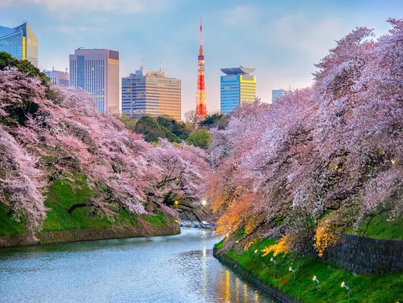 Bahar sezonunda Chidorigafuchi parkı bu alan Tokyo, Japonya'da popüler sakura noktası