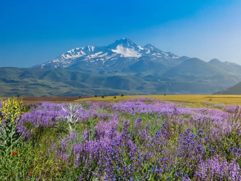 Erciyes Dağı eteklerindeki çiçekler görünümü