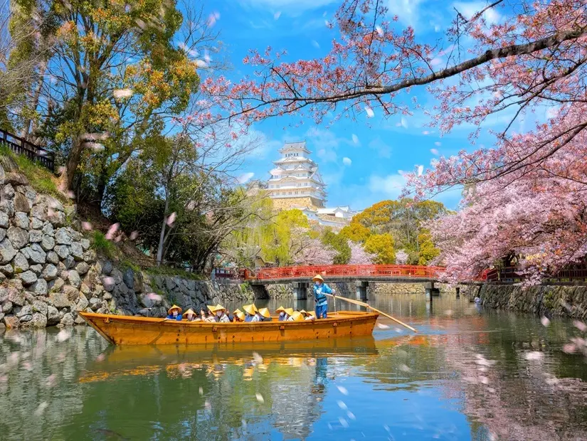 Japonya'nın Hyogo kentinde kiraz çiçeklerinin tam çiçek açtığı dönemde Himeji kalesi hendeği tekne turu