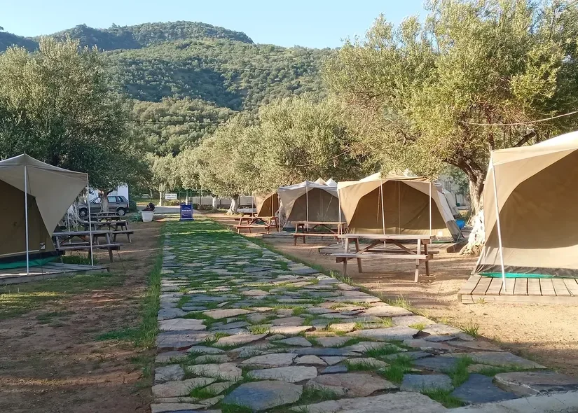 Kamp Olive 