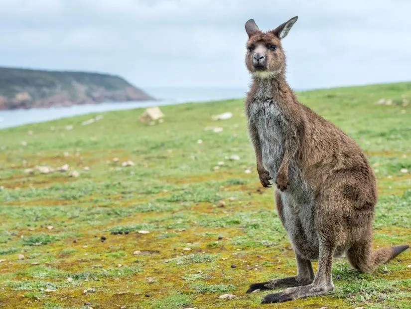 kangarooisland