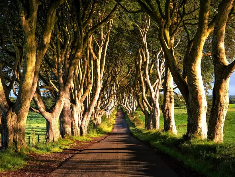 Dark Hedges Kuzey İrlanda'da dikilmiş, iç içe geçmiş kayın ağaçlarından oluşan romantik, görkemli, atmosferik, tünel benzeri bir yol. 