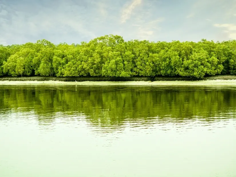 Mangrov Ulusal Parkı görünümü