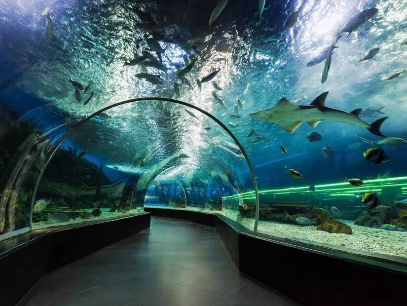 Manila Ocean Park iç görünümü