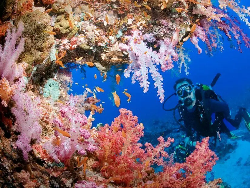 Marsa Alam su altı görünümü