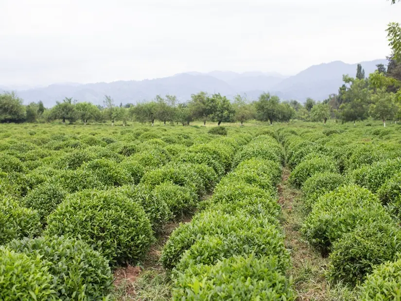 Nilado Çay Plantasyonu - Lenkeran görünümü