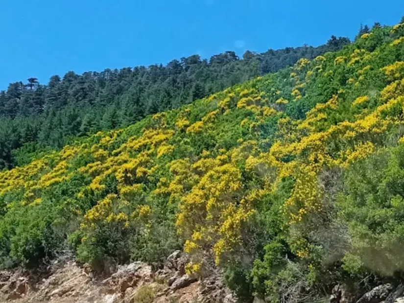 Ördibek Yaylası - Finike/Antalya baharda açan çiçeklerin görünümü