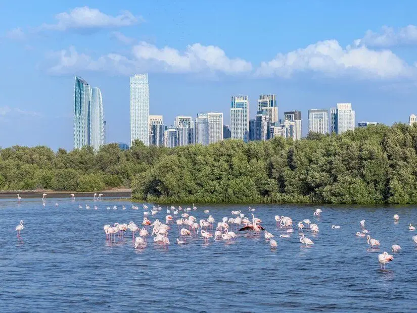Dubai'deki Ras Al Khor Flamingo Sığınağı güneşli bir günde sakin sularda yürüyen zarif flamingo sürüleri görünümü