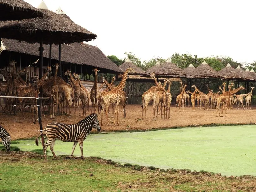Safari World, Tayland'ın Bangkok 