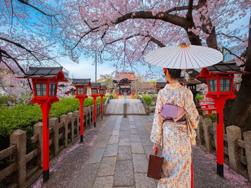 Geleneksel Kimono elbiseli genç Japon kadını, Japonya'nın Kyoto kentindeki sakura altındaRokusonno tapınağının önünde geziyor
