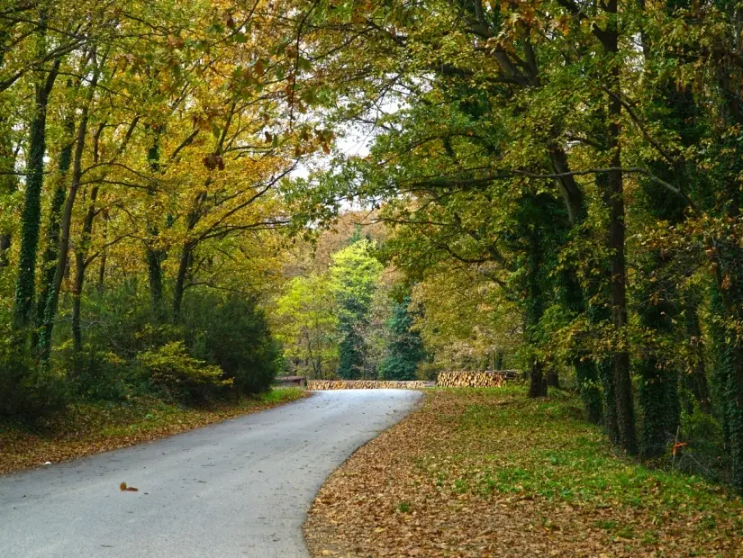 Sapanca Ormanı görünümü