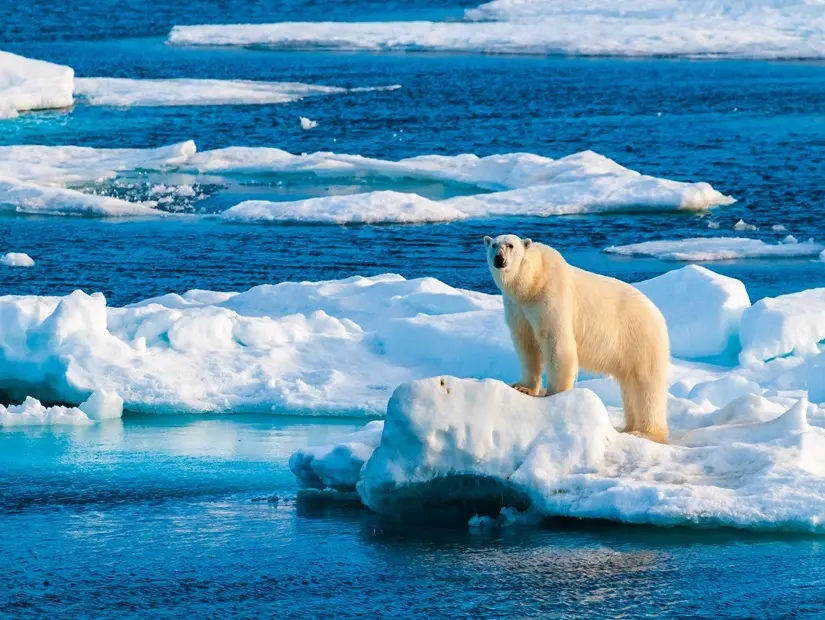Norveç'in Svalbard eyaletindeki Nordaustlandet'te bir buz kütlesinin üzerinde duran kutup ayısı