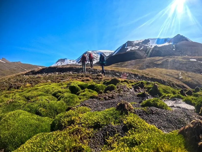 Yazın Svalbard tundrasında yürüyüş