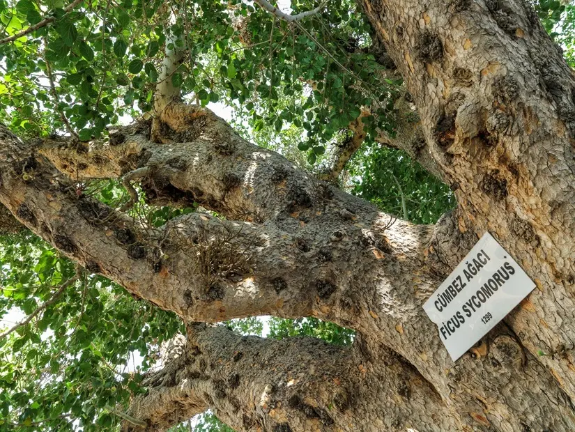 Tarihî Cümbez Ağacı görünümü