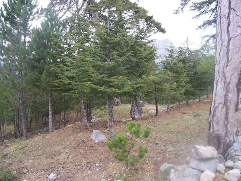 Tota Yaylası - Sütçüler/Isparta