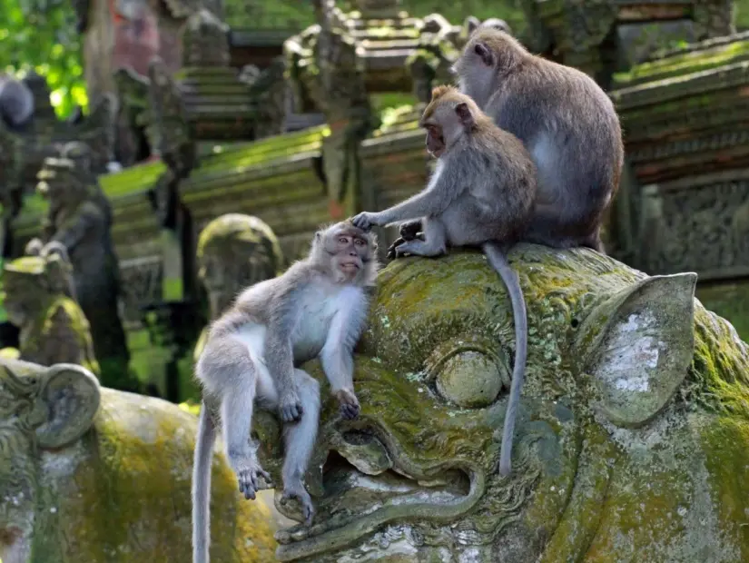 Ubud Maymun Ormanı iç görünümü