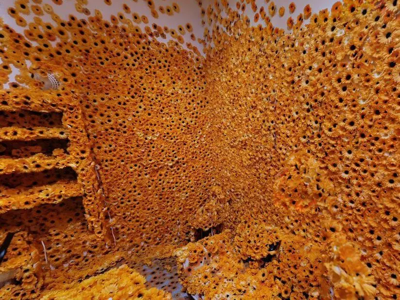 Yayoi Kusama Müzesi iç görünümü