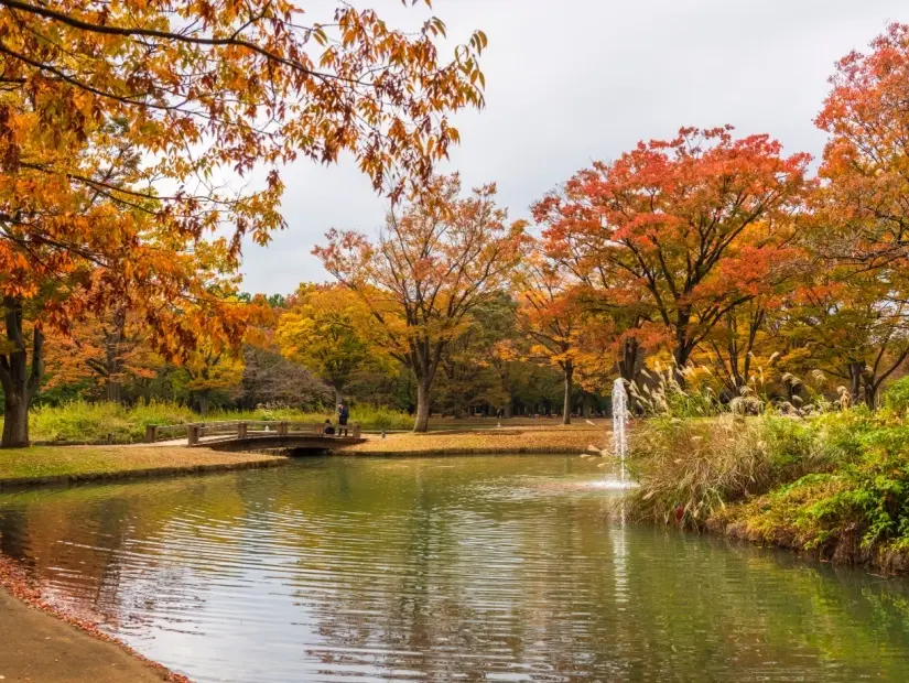 Yoyogi Park sonbahar görünümü