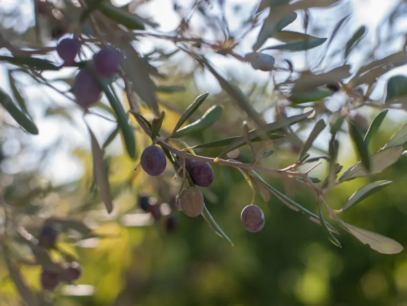 zeytin ağacı görünümü