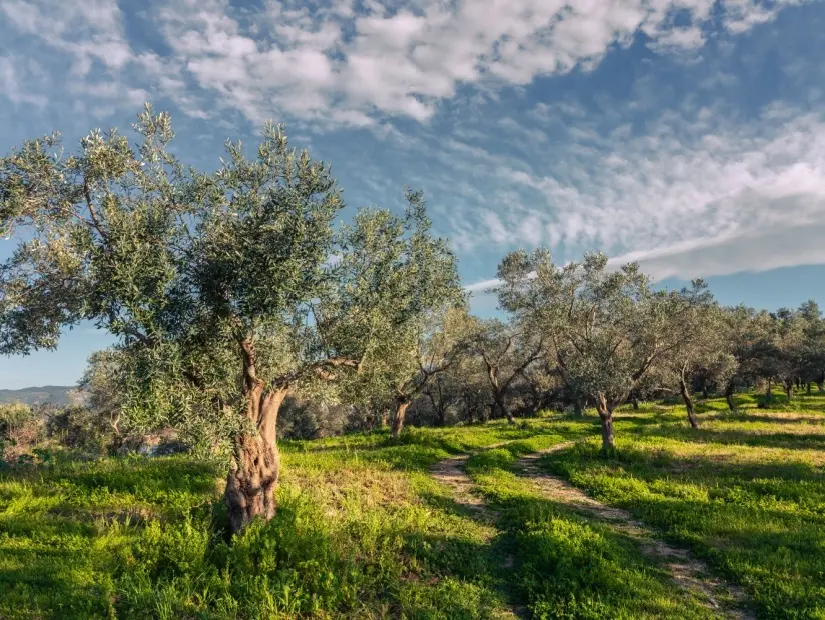  zeytin ağaçları bahçesi görünümü