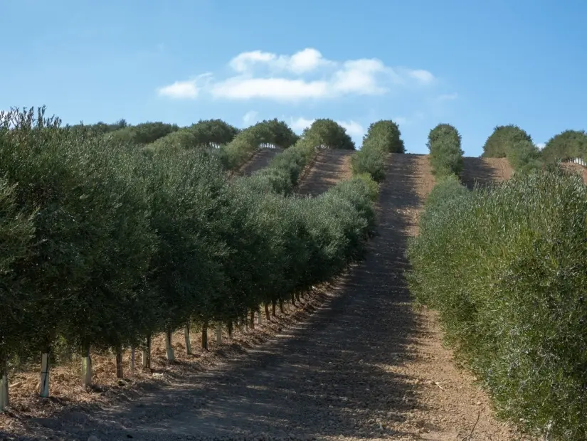zeytin ağaçlı yol