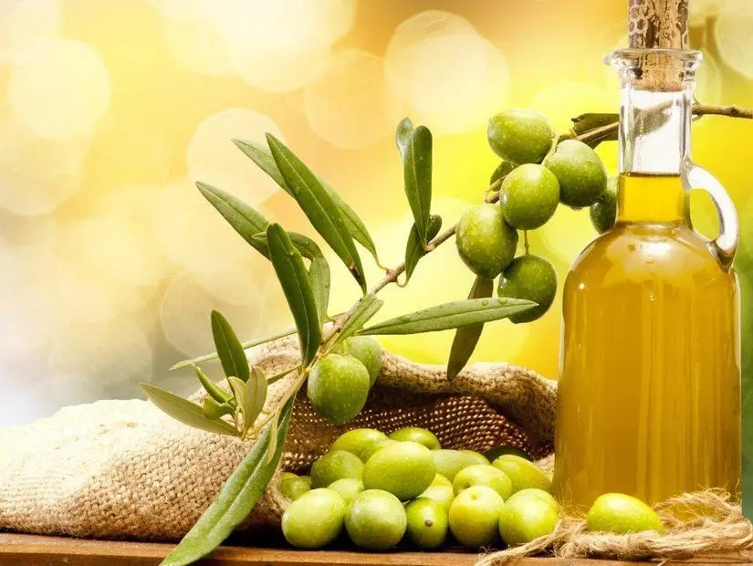 zeytin dalı ve şişede zeytinyağı görünümü