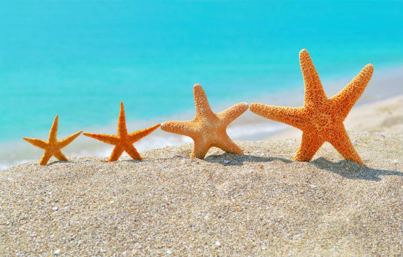Kumsalda sırayla dizilmiş deniz yıldızları